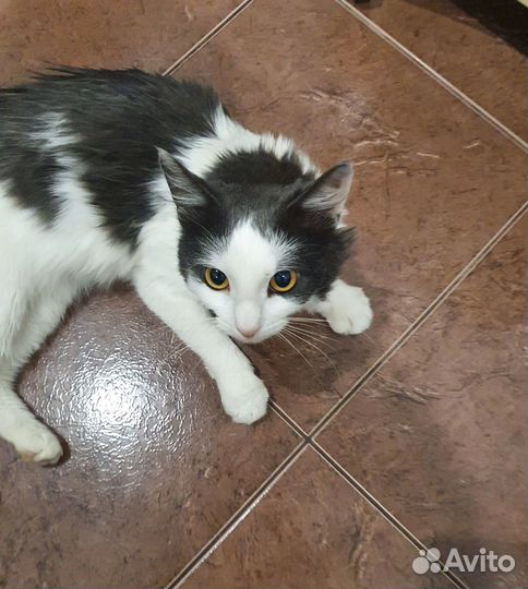 Котенок
