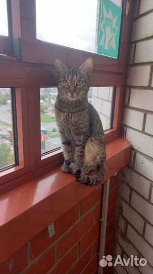 Кошка