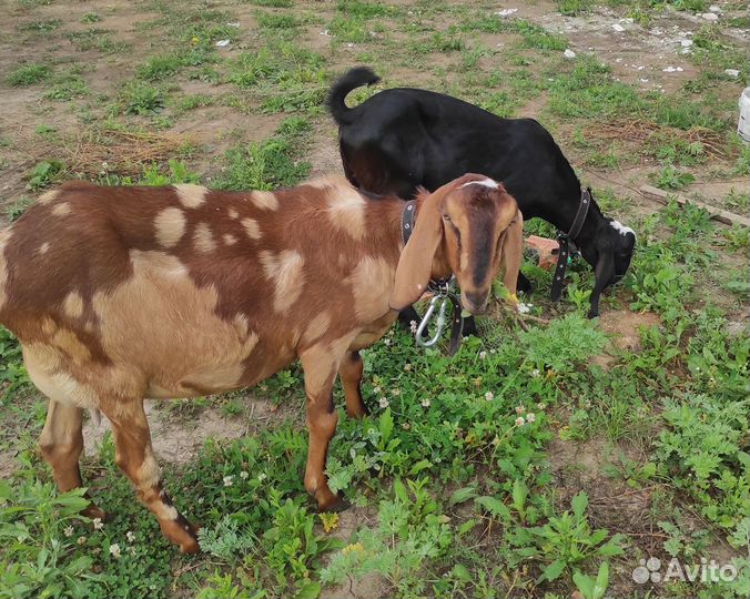 Козлята каморинубы