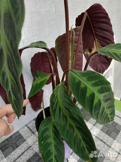 Калатея Варшевича