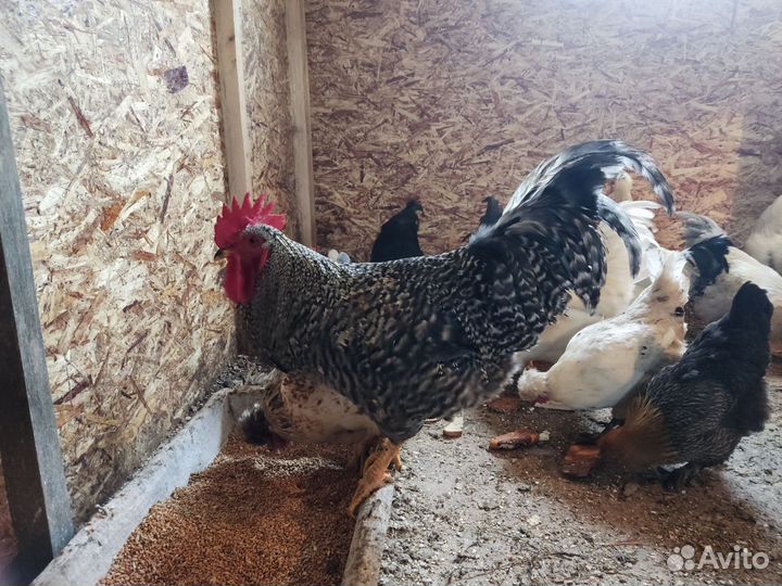 Молодые петухи