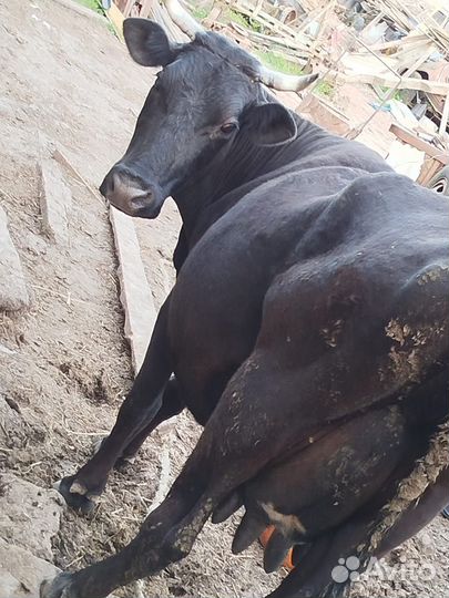 Коровы дойные молочные