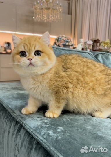 Роскошные золотые британские котята