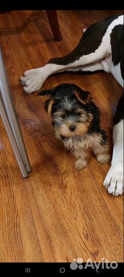 Ищет невесту