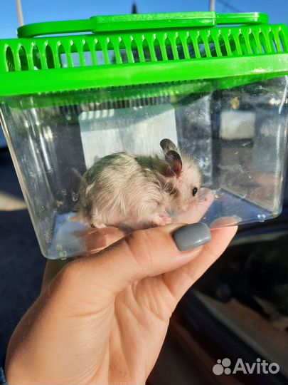 Сирийский хомяк бесплатно