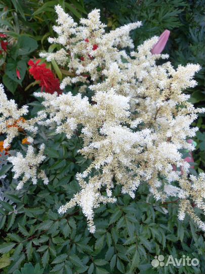 Многолетники, бегония