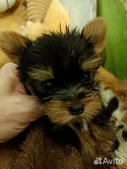 Йоркширский терьер щенки