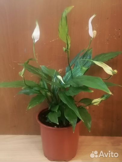 Спатифиллум Шопен