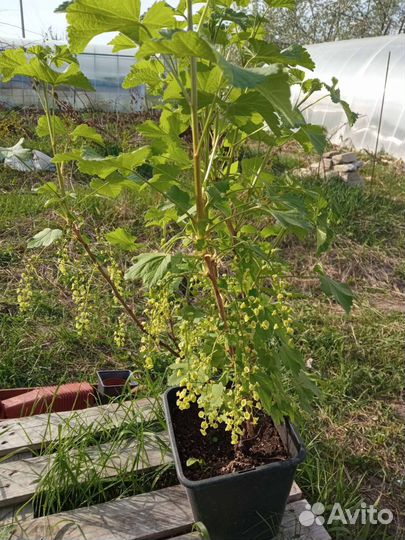 Саженцы смородины и крыжовника