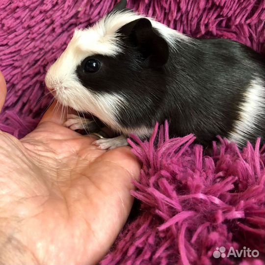 Морские свинки. Мальчики. Малыши. 2 мес