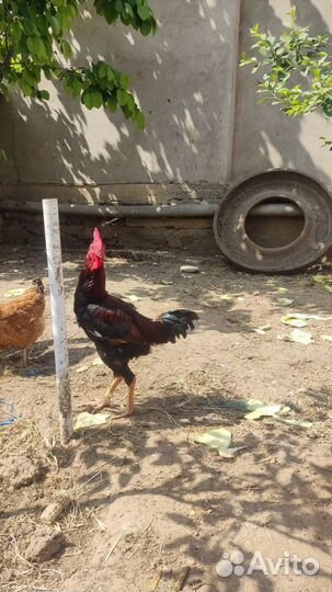 Бойцовые петух
