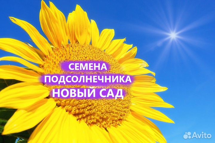 Семена подсолнечника нсх 6009 Евролайтинг Гибриды