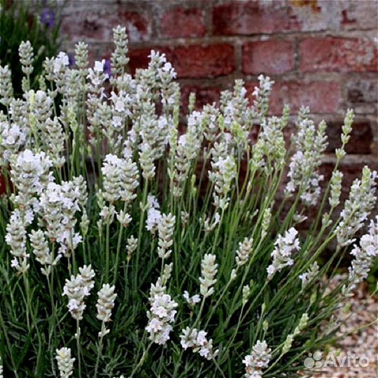 Лаванда узколистная Arctic Snow