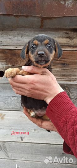 Щенок в добрые руки