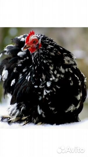 Куры карликовый кохинхин