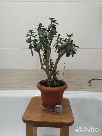 Комнатные растения