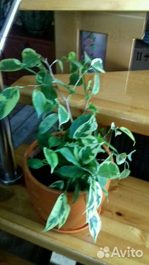 Домашний цветок Фикус