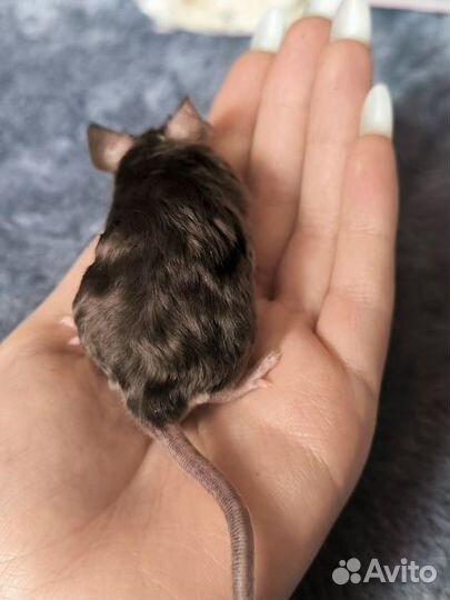 Декоративные сатиновые мыши