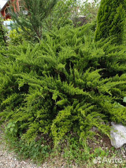 Можжевельник