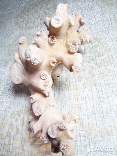 Коралл оленерогий, натуральный