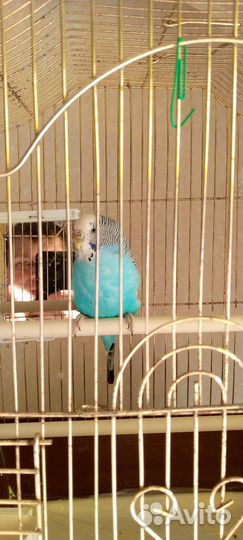 Волнистые попугаи