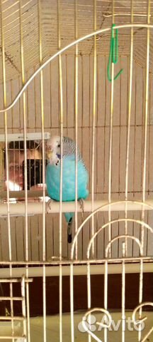 Волнистые попугаи