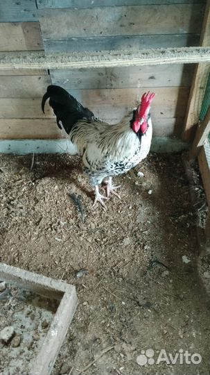 Петухи домашние