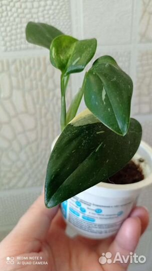 Филодендрон Кобра