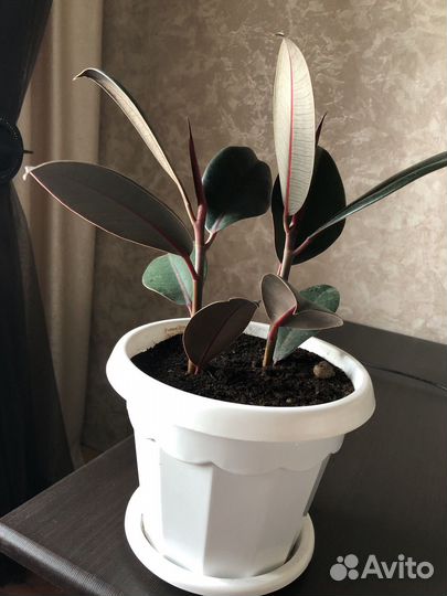 Фикус каучуковый