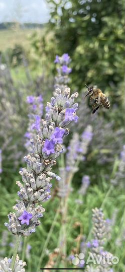 Мед И продукты пчеловодства