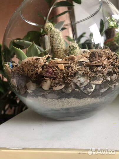 Флорариум суккулентами