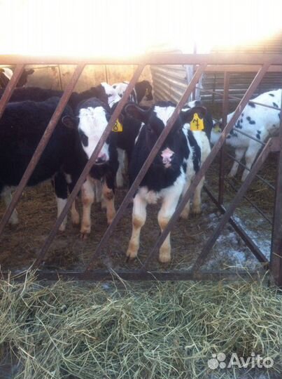 Телята бычки