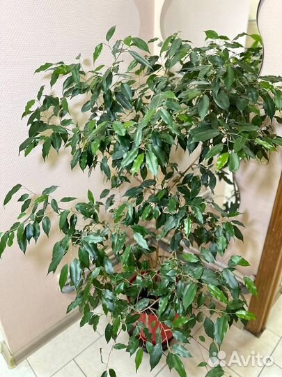 Фикус бенджамина