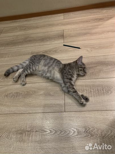 Отдам котенка в добрые руки бесплатно