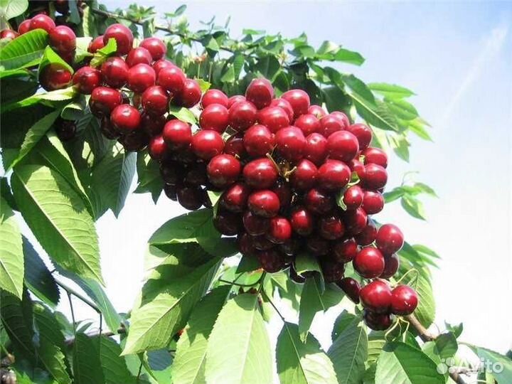 Черешня и вишня