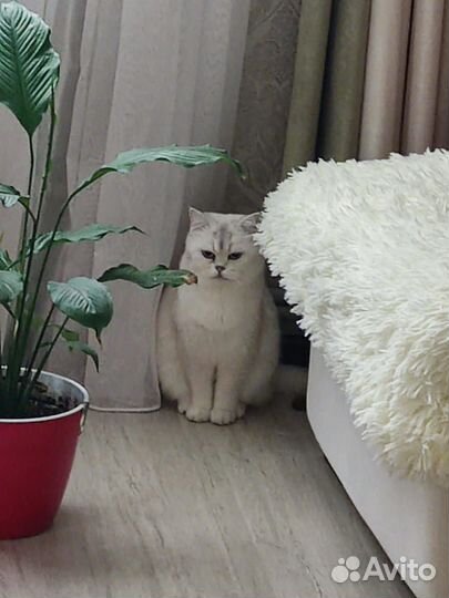 Кошка британская шиншилла в дар