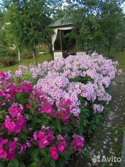 Флоксы многолетние