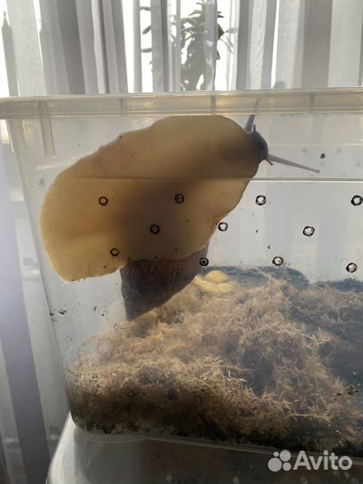 Улитка Ахитина