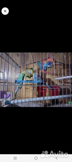 Волнистые попугайчики