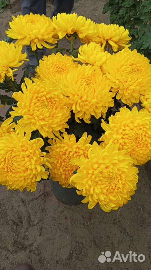 Хризантема шаровидная