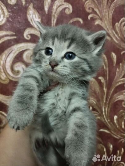 Кошечка а добрые руки