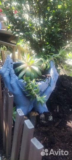 Живые цветы в горшках