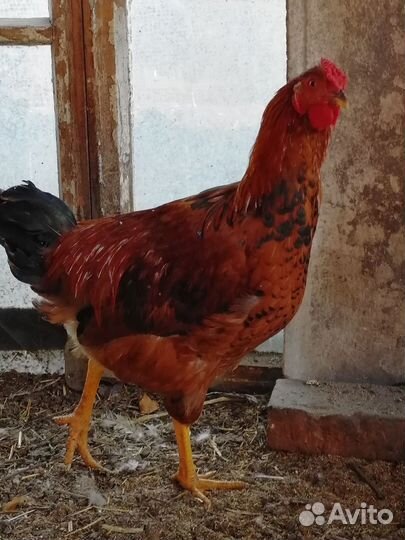 Петухи Пушкинские, Загорские, Домашние