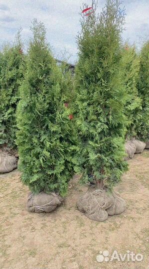 Туя смарагд брабант из питомника кинза