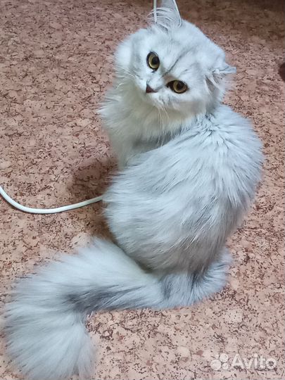 Персидский кот