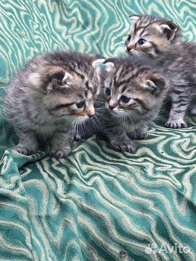 Котяты