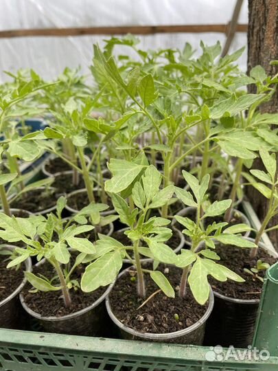 Рассада помидор и огурцов