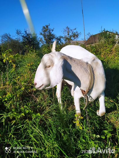 Нубийский козлик