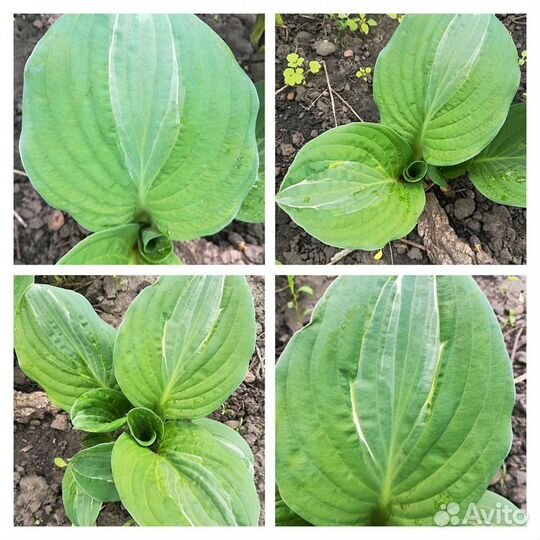 Хоста (кустики)