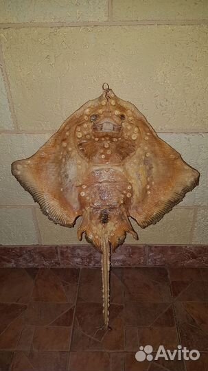 Чучело рыбы.ската